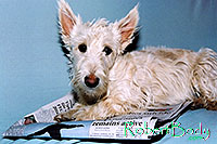 /images/133/2005-03-durango-sofa-abbie2.jpg - #02474: Abbie (Scottish Terrier) on a sofa … March 2005 -- Durango, Colorado