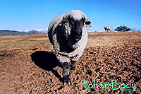 /images/133/2005-03-durango-timmy5.jpg - #02481: Timmy (Ram) … March 2005 -- Durango, Colorado