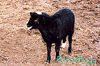 /images/133/2005-03-durango-woody1.jpg - #02483: Woody (Navajo goat) … March 2005 -- Durango, Colorado