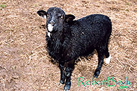 /images/133/2005-03-durango-woody3.jpg - #02485: Woody (Navajo goat) … March 2005 -- Durango, Colorado