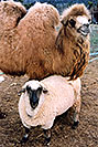 /images/133/2005-03-durango-zola-timmy.jpg - #02497: Zola (Camel) and Timmy (Ram) … March 2005 -- Durango, Colorado