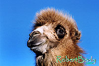 /images/133/2005-03-durango-zola3.jpg - #02495: Zola (Camel) … March 2005 -- Durango, Colorado