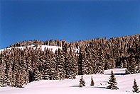 /images/133/2005-03-wolfcreek-top-tree1.jpg - #02565: March at Wolf Creek Pass … March 2005 -- Wolf Creek Pass, Colorado