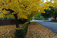 /images/133/2006-10-20-oakville-yellow.jpg - #03071: images of Oakville … Oct 2006 -- Oakville, Ontario.Canada