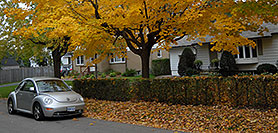 /images/133/2006-10-21-oak-vw-bug.jpg - #03088: silver VW Beetle Bug in Oakville … Oct 2006 -- Oakville, Ontario.Canada