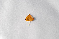 /images/133/2006-10-28-lone-leaf01.jpg - #03117: a lone leaf in Lone Tree … Oct 2006 -- Lone Tree, Colorado