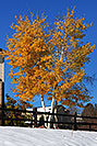 /images/133/2006-10-28-lone-tree-yellow-v.jpg - #03121: images of Lone Tree … Oct 2006 -- Lone Tree, Colorado