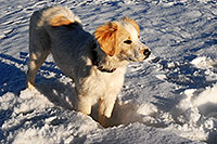 /images/133/2007-02-17-bo-stella-snow02-3771.jpg - 03484: Stella (Golden Retriever and Great Pyrenees mix) in Boulder … Feb 2007 -- Boulder, Colorado