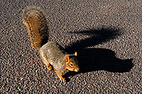 /images/133/2007-02-26-gods-squirrel02.jpg - #03529: squirrel in Garden of the Gods … Feb 2007 -- Garden of the Gods, Colorado Springs, Colorado