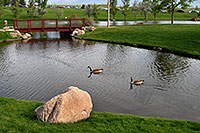 /images/133/2007-05-16-linc-pond03.jpg - #03781: geese at Meridian Pond in Englewood … May 2007 -- Englewood, Colorado