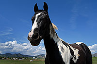 /images/133/2007-05-20-lake-horses08.jpg - #03803: Appaloosa horse in Lakewood, Colorado … Red Rocks in the background … May 2007 -- Lakewood, Colorado