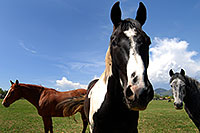 /images/133/2007-05-20-lake-horses09.jpg - #03804: Horses in Lakewood, Colorado … Red Rocks in the background … May 2007 -- Lakewood, Colorado