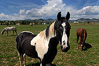 /images/133/2007-05-20-lake-horses10.jpg - #03805: Appaloosa horse in Lakewood, Colorado … Red Rocks in the background … May 2007 -- Lakewood, Colorado