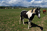 /images/133/2007-05-20-lake-horses11.jpg - #03806: Appaloosa horse in Lakewood, Colorado … Red Rocks in the background … May 2007 -- Lakewood, Colorado