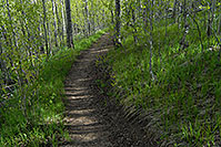 /images/133/2007-06-09-elbert-woods02.jpg - #03866: Images in the woods along South Mt Elbert trail … June 2007 -- Mt Elbert, Colorado