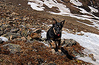 /images/133/2007-06-10-elbert-dog01.jpg - #03877: dog along the North Trail of Mt Elbert … June 2007 -- Mt Massive, Mt Elbert, Colorado