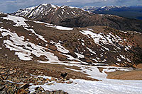 /images/133/2007-06-10-elbert-dog02.jpg - #03878: dog looking down Mt Elbert towards her owner far below, in the middle of the snowfield …  Mt Massive at 14,421 ft  … June 2007 -- Mt Massive, Mt Elbert, Colorado
