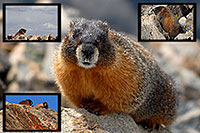 /images/133/2007-06-10-elbert-marmot-pro.jpg - #03891: Marmot at the false summit of  Mt Elbert  … June 2007 -- Mt Elbert, Colorado