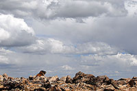 /images/133/2007-06-10-elbert-marmot01.jpg - #03889: Marmot at the false summit of  Mt Elbert  … June 2007 -- Mt Elbert, Colorado