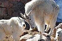/images/133/2007-06-17-evans-goats11.jpg - #03934: Mountain Goats of Mt Evans … June 2007 -- Mt Evans, Colorado