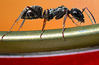 /images/133/2007-06-23-plata-ant-can01.jpg - #03998: Worker Ant along La Plata Peak trail  … June 2007 -- La Plata Peak, Colorado