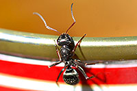 /images/133/2007-06-23-plata-ant-can02.jpg - #03999: Worker Ant along La Plata Peak trail  … June 2007 -- La Plata Peak, Colorado