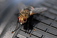 /images/133/2007-06-24-granite-fly02.jpg - #04023: Smiling fly near Buena Vista … June 2007 -- Buena Vista, Colorado