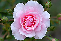 /images/133/2007-06-27-engle-flower-pink.jpg - #04075: pink rose in Englewood … June 2007 -- Englewood, Colorado