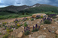/images/133/2007-07-07-biers-flowers-fa.jpg - 04144: Left: Mt Spalding (13,842 ft), middle: The Sawtooth (13,780 ft) and right: Mt Bierstadt (14,060 ft)  … July 2007 -- Guanella Pass, Mt Bierstadt, Colorado