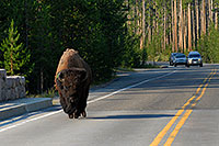 /images/133/2007-07-22-y-buff-bridge01.jpg - #04276: Buffalo crossing a bridge near Canyon Village … July 2007 -- Canyon Village, Yellowstone, Wyoming