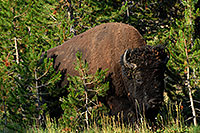 /images/133/2007-07-22-y-buff-green02.jpg - #04280: Buffalo near Canyon Village … July 2007 -- Canyon Village, Yellowstone, Wyoming