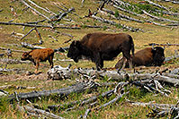 /images/133/2007-07-22-y-buff-mudpot-fa1.jpg - #04284: Buffalo Family - father sitting, mother standing with little calf … July 2007 -- Mud Volcano, Yellowstone, Wyoming