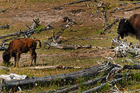 /images/133/2007-07-22-y-buff-mudpot-fa2.jpg - #04285: Buffalo calf grazing as mother watches … July 2007 -- Mud Volcano, Yellowstone, Wyoming