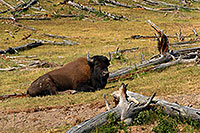 /images/133/2007-07-22-y-buff-mudpot03.jpg - #04283: Buffalo resting near near Mud Volcano … July 2007 -- Mud Volcano, Yellowstone, Wyoming