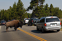 /images/133/2007-07-22-y-buff-water01.jpg - #04287: Buffalo crossing the road and river to join the other buffalo … July 2007 -- LeHardys Rapids, Yellowstone, Wyoming