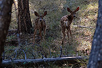 /images/133/2007-07-22-y-fawns01.jpg - #04293: Two fawns in the woods near Tower Fall … July 2007 -- Tower Fall, Yellowstone, Wyoming