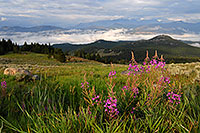/images/133/2007-07-26-mt-bear-flow02.jpg - #04379: Purple flowers in the morning along Beartooth Pass Highway … July 2007 -- Beartooth Pass(MT), Montana