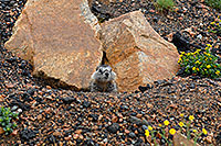 /images/133/2007-07-27-wyo-bear-marmot02.jpg - #04426: Marmot living at top of Beartooth Pass Highway … July 2007 -- Beartooth Pass(WY), Wyoming