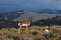 /images/133/2007-07-27-y-pronghorn-3687.jpg - #04452: 2 Male Pronghorns in Lamar Valley … July 2007 -- Lamar Valley, Yellowstone, Wyoming