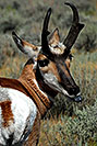 /images/133/2007-07-27-y-pronghorns-v01.jpg - #04461: Male Pronghorn sticking his tongue out in Lamar Valley … July 2007 -- Lamar Valley, Yellowstone, Wyoming
