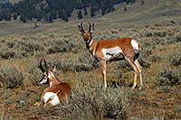 /images/133/2007-07-27-y-pronghorns01.jpg - #04454: 2 Male Pronghorns in Lamar Valley … July 2007 -- Lamar Valley, Yellowstone, Wyoming