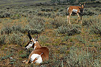 /images/133/2007-07-27-y-pronghorns03.jpg - #04456: 2 Male Pronghorns in Lamar Valley … July 2007 -- Lamar Valley, Yellowstone, Wyoming
