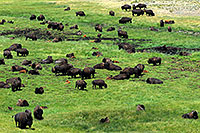 /images/133/2007-07-28-y-buff-3297.jpg - #04472: Herd of over 200 Buffalo … July 2007 -- Lamar Valley, Yellowstone, Wyoming