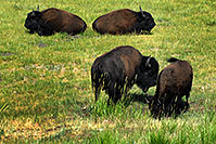 /images/133/2007-07-28-y-buff-3484.jpg - #04473: Buffalo in Lamar Valley … July 2007 -- Lamar Valley, Yellowstone, Wyoming