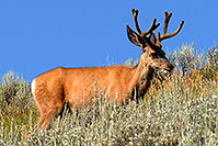 /images/133/2007-07-28-y-deer02.jpg - #04478: 5 year old Bull Deer in Yellowstone … July 2007 -- Yellowstone, Wyoming