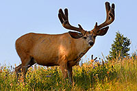 /images/133/2007-07-28-y-deer03.jpg - #04480: 5 year old Bull Deer in Yellowstone … July 2007 -- Yellowstone, Wyoming