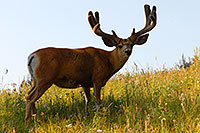 /images/133/2007-07-28-y-deer04.jpg - #04481: 5 year old Bull Deer in Yellowstone … July 2007 -- Yellowstone, Wyoming