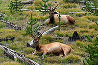/images/133/2007-07-28-y-elk02.jpg - #04484: Elk in Yellowstone … July 2007 -- Yellowstone, Wyoming