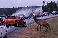 /images/133/2007-07-28-y-road-elk01.jpg - #04502: 6 year old Bull Elk crossing the road -- traffic stopped to enjoy the view … July 2007 -- Yellowstone, Wyoming