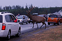 /images/133/2007-07-28-y-road-elk02.jpg - #04503: 6 year old Bull Elk crossing the road -- traffic stopped to enjoy the view … July 2007 -- Yellowstone, Wyoming